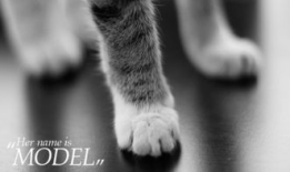 玩具麻豆,揭秘潮流玩具界的明星风采